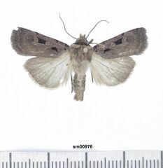 Chersotis andereggii