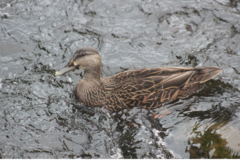 Anas rubripes × platyrhynchos