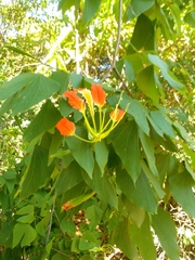 Bauhinia hildebrandtii