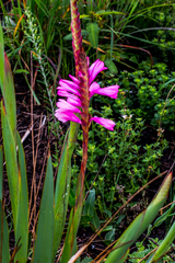 Watsonia densiflora