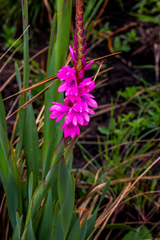Watsonia densiflora