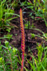 Watsonia densiflora