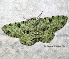 Ophthalmitis pertusaria