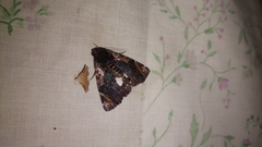 Catephia linteola