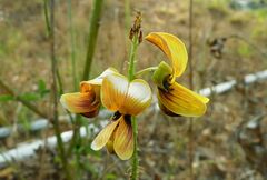 Crotalaria pallida