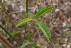 Crotalaria pallida