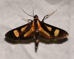 Syllepte glaucopidalis