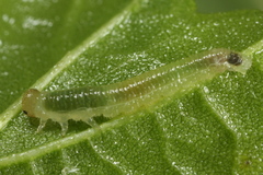 Nematinus fuscipennis