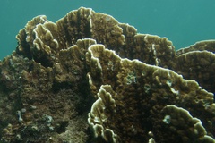 Millepora platyphylla