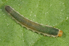 Nematinus fuscipennis