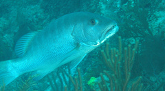 Lutjanus cyanopterus