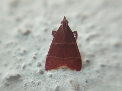 Lepidoptera