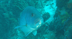 Lutjanus cyanopterus