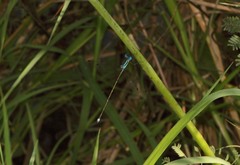 Lestes tenuatus