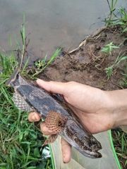 Oxyeleotris marmorata