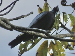 Gymnoderus foetidus