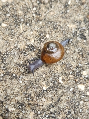 Mesomphix globosus