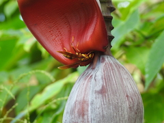 Polistes carnifex carnifex