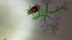 Diphucephala