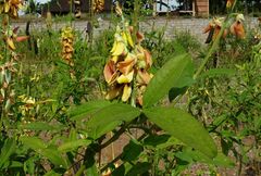 Crotalaria pallida