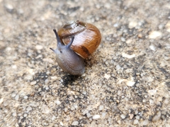 Mesomphix globosus