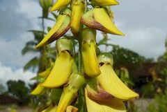 Crotalaria pallida
