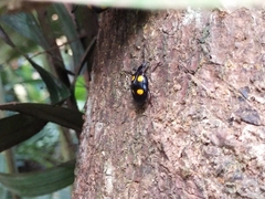 Coleoptera