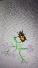 Diphucephala