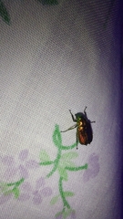 Diphucephala