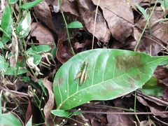 Caryanda spuria
