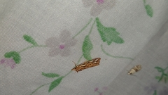 Meyrickella torquesauria