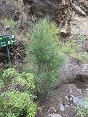 Cytisus filipes image