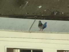 Columba livia domestica