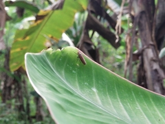 Bothrogonia addita