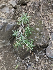 Carlina falcata image