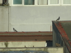 Columba livia domestica