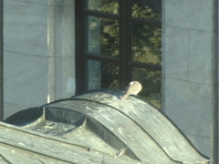 Streptopelia decaocto