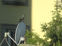 Corvus monedula
