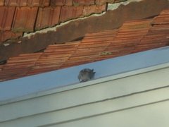 Streptopelia decaocto