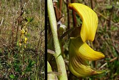 Crotalaria pallida