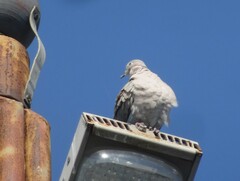 Streptopelia decaocto