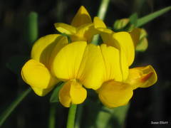 Lotus corniculatus corniculatus
