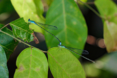 Pseudagrion glaucum