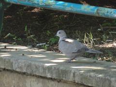 Streptopelia decaocto