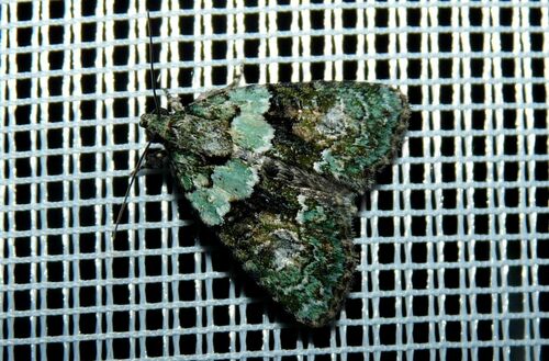 Tree-lichen Beauty