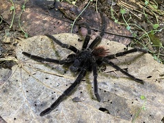 Sericopelma