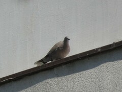 Streptopelia decaocto