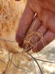 Cuscuta denticulata