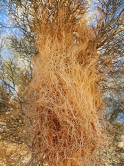 Cuscuta denticulata