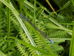 Pseudagrion salisburyense